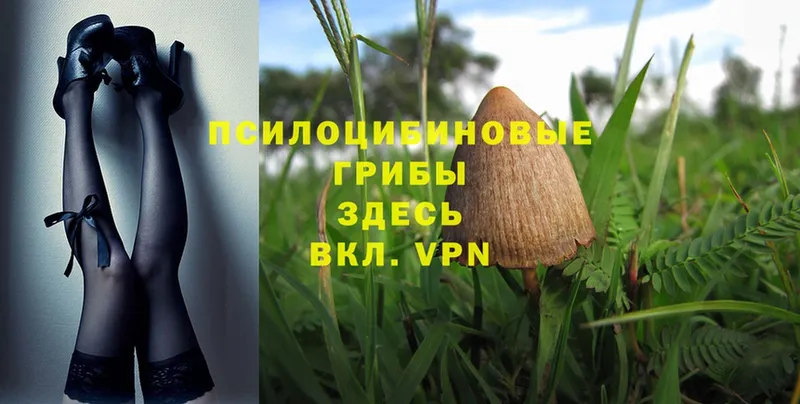 Псилоцибиновые грибы MAGIC MUSHROOMS  закладка  Тольятти 